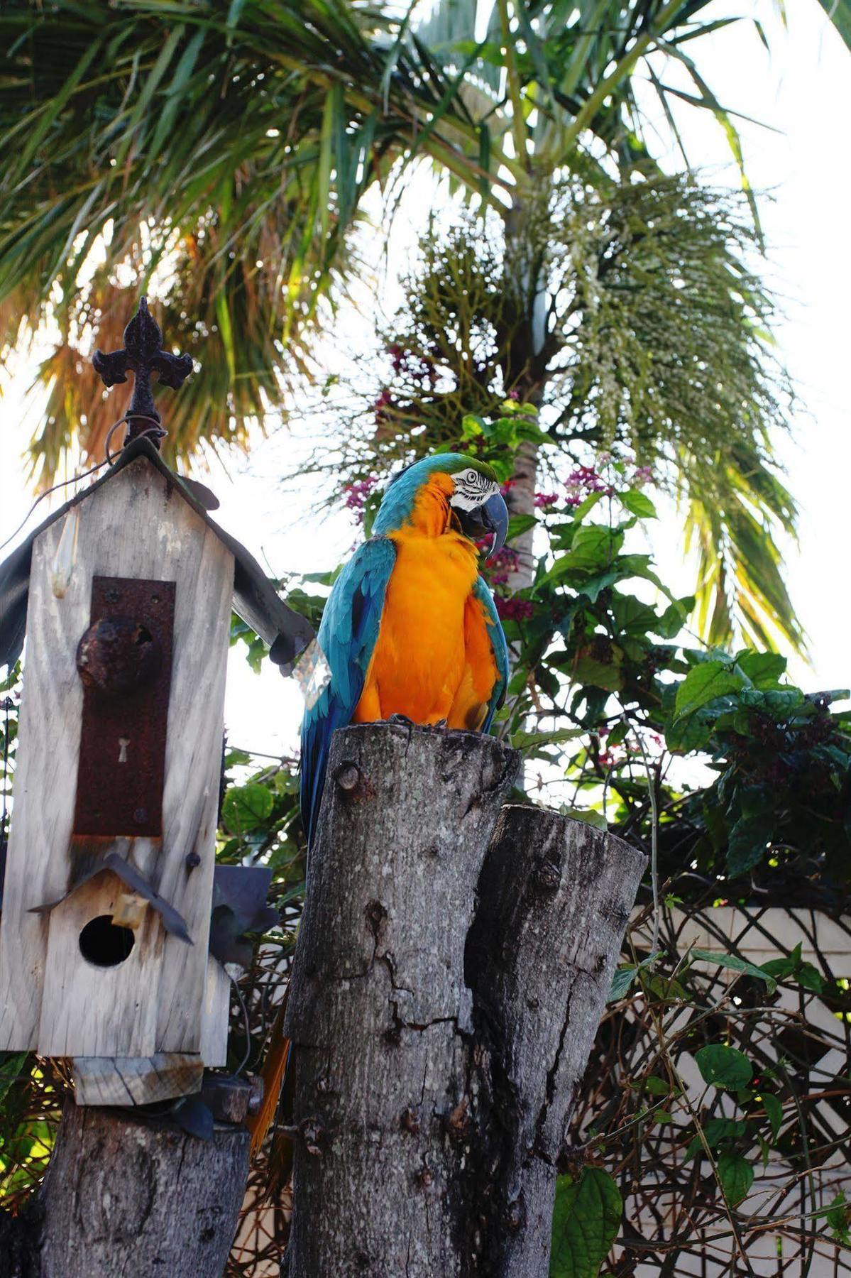 Galt Villas Hotel Fort Lauderdale Dış mekan fotoğraf